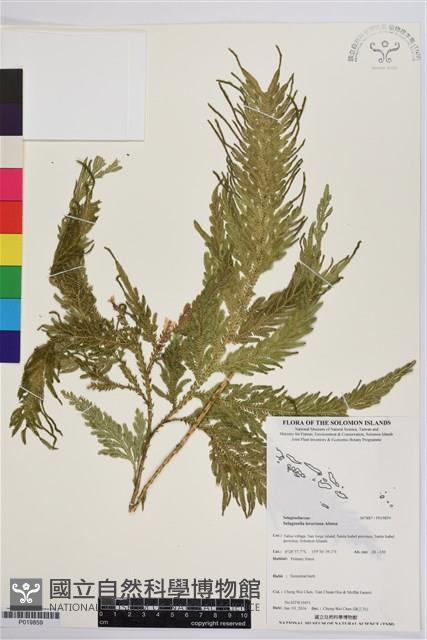 登錄號:P019859藏品圖，第1張