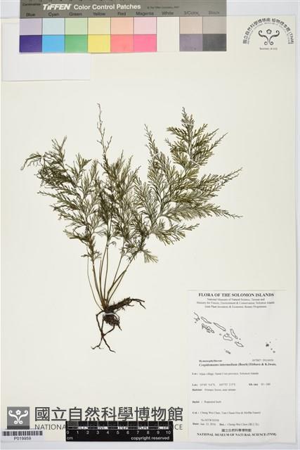 登錄號:P019959藏品圖，第1張