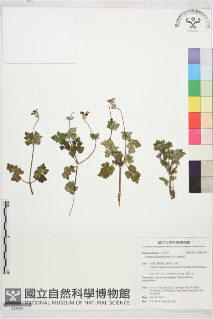 高山鐵線蓮藏品圖，第1張