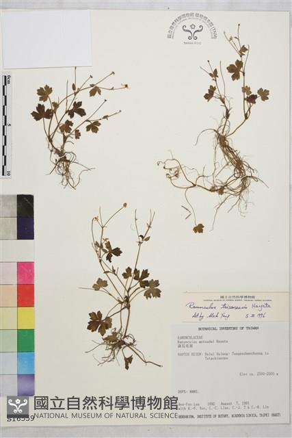 鹿場毛茛藏品圖，第1張