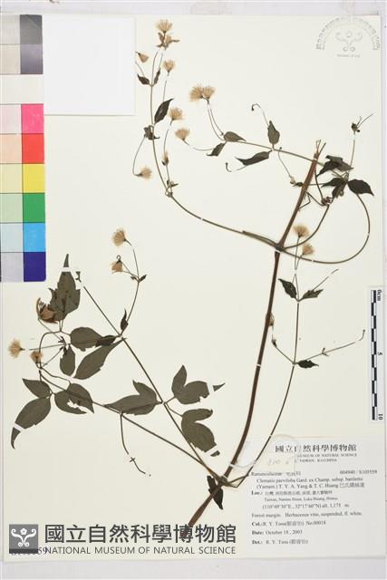 巴氏鐵線蓮藏品圖，第1張