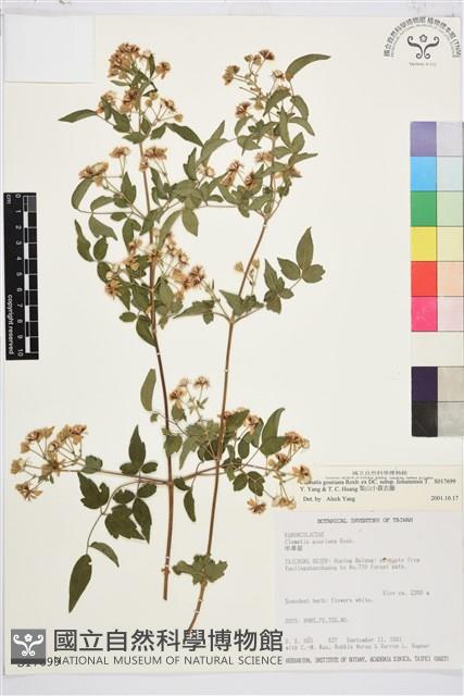 梨山小蓑衣藤藏品圖，第1張