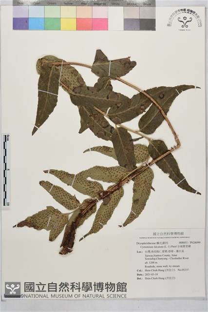 全緣貫眾蕨藏品圖，第1張