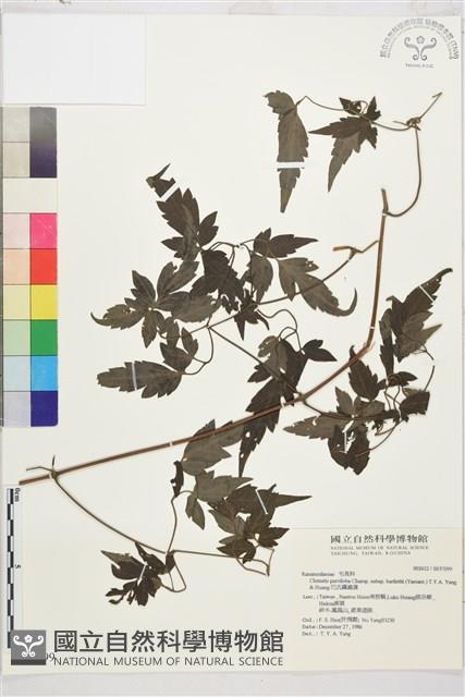 巴氏鐵線蓮藏品圖，第2張