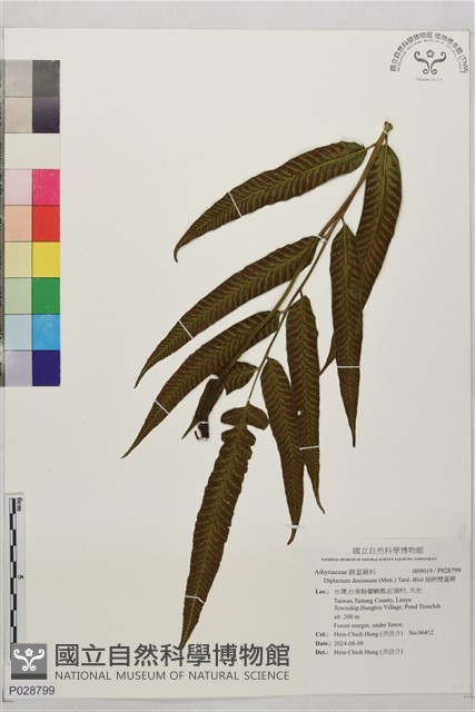 細柄雙蓋蕨藏品圖，第1張