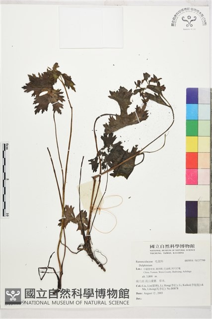 登錄號:S137799藏品圖，第1張