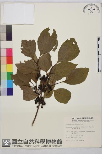 中原氏鼠李藏品圖，第2張