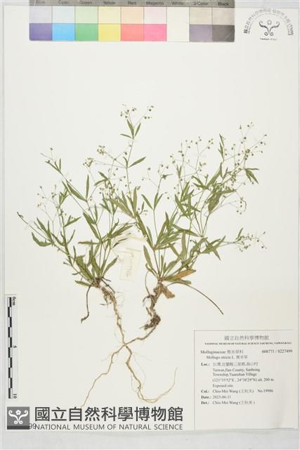 粟米草藏品圖，第1張