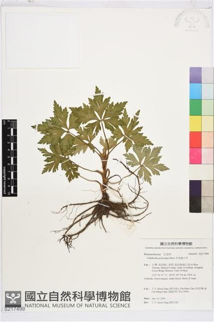 多果雞爪草藏品圖，第1張