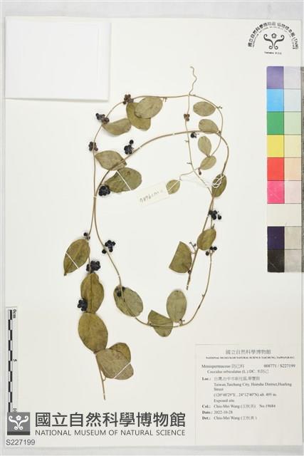 木防己藏品圖，第1張