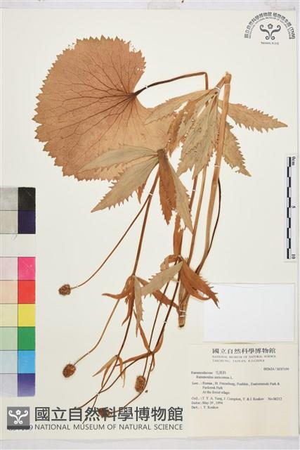 登錄號:S037199藏品圖，第1張