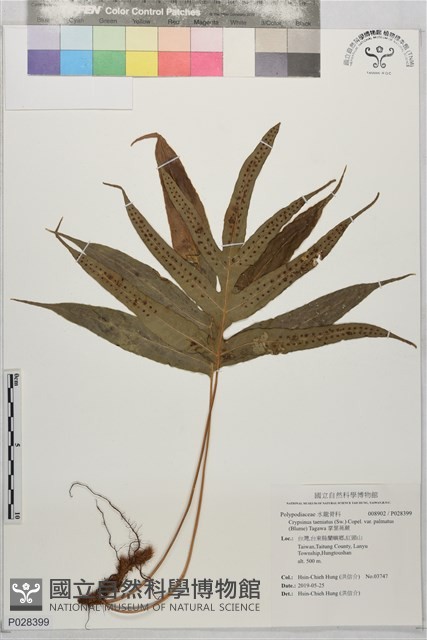 掌葉茀蕨藏品圖，第1張