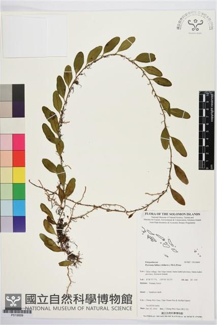 登錄號:P019899藏品圖，第1張