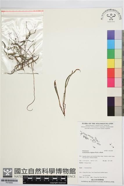 莎草蕨藏品圖，第1張