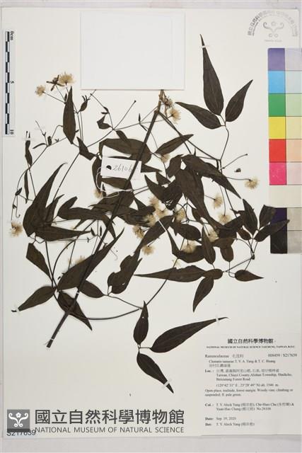 田村氏鐵線蓮藏品圖，第1張