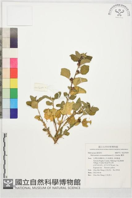 賽葵藏品圖，第1張