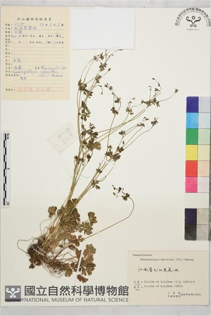 天葵藏品圖，第1張