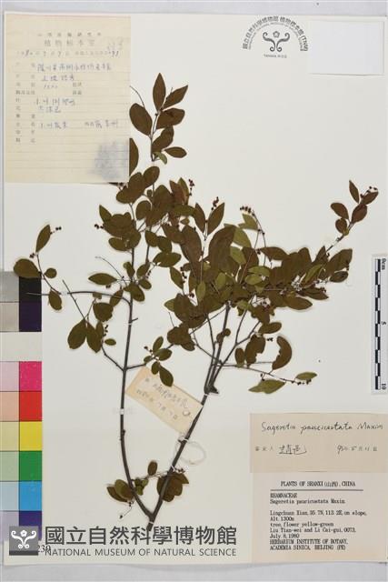 對節木藏品圖，第1張