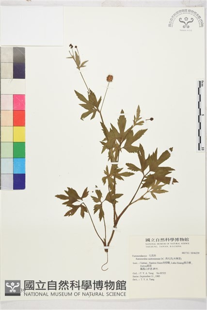 水辣菜、禺毛茛藏品圖，第1張