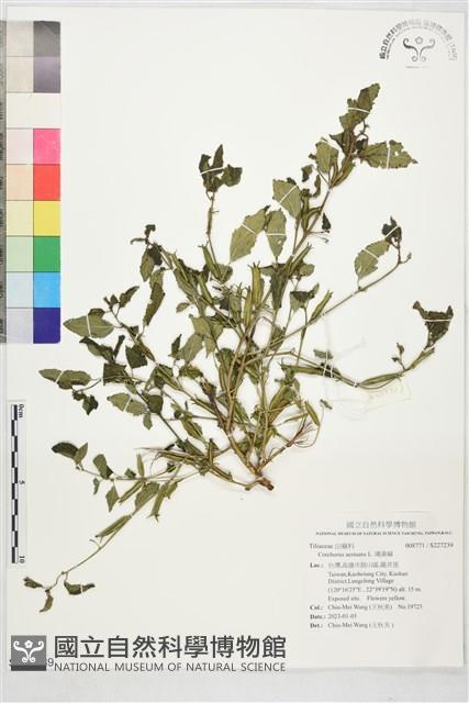 繩黃麻藏品圖，第1張