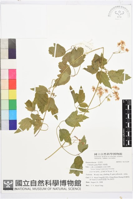 串鼻龍藏品圖，第1張