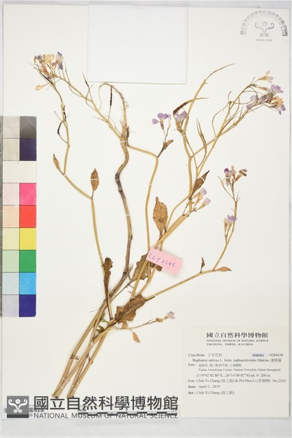 濱萊菔藏品圖，第1張