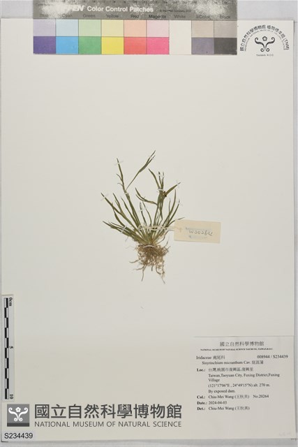 庭菖蒲藏品圖，第1張