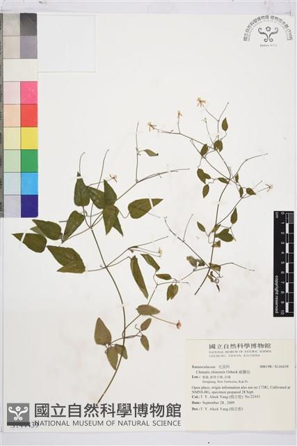 威靈仙藏品圖，第1張