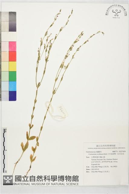 日本鬼燈檠、紅百金花藏品圖，第1張