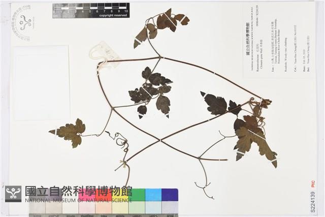 串鼻龍藏品圖，第1張