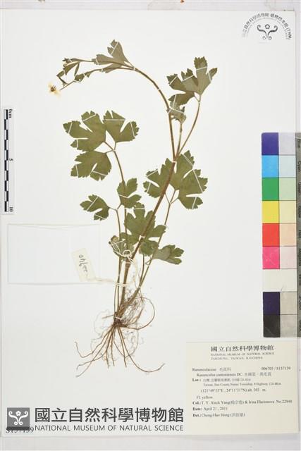 水辣菜、禺毛茛藏品圖，第4張