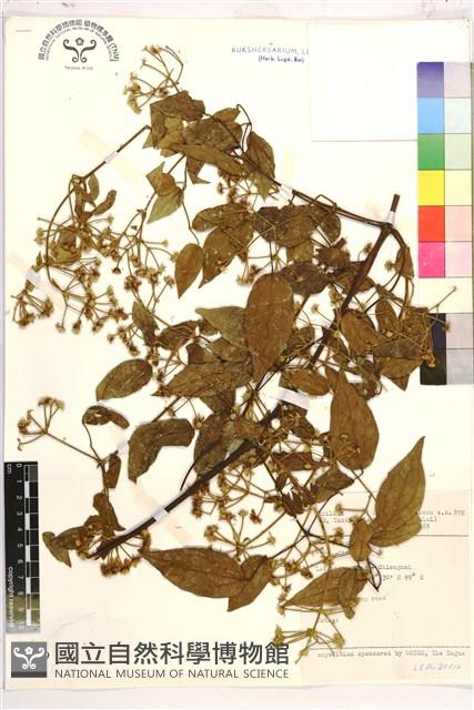 登錄號:S047139藏品圖，第1張