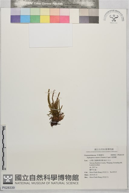 梳葉蕨藏品圖，第1張