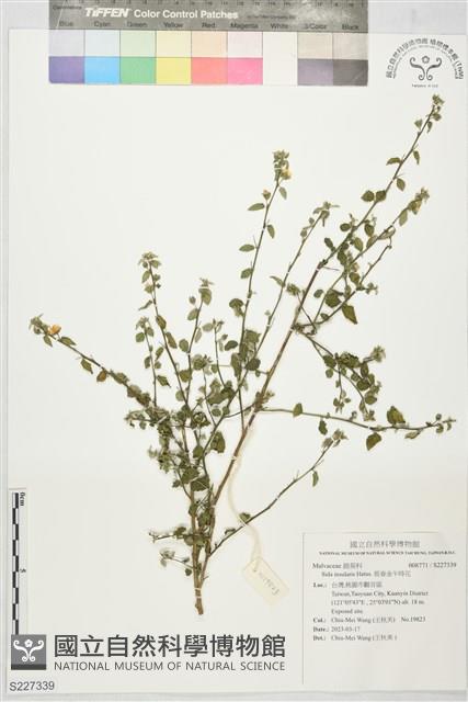 恆春金午時花藏品圖，第1張