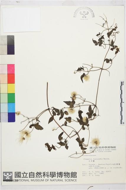 小木通藏品圖，第2張