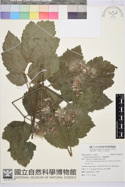 大葉鐵線蓮藏品圖，第1張