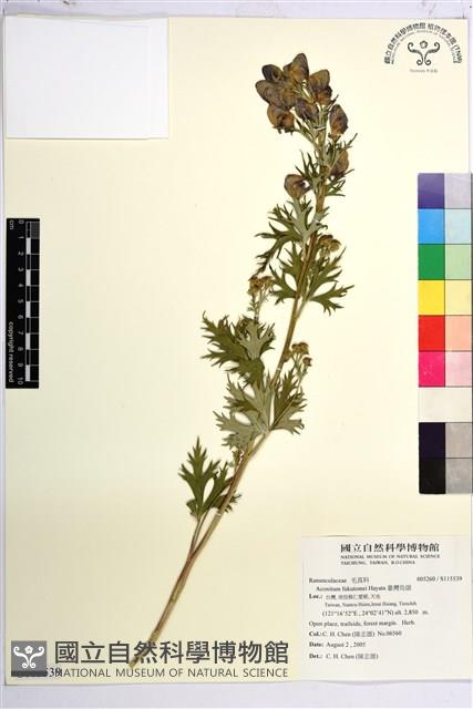 臺灣烏頭藏品圖，第1張