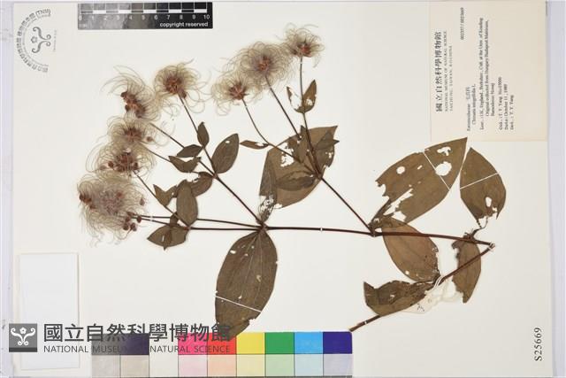 全緣鐵線蓮藏品圖，第1張