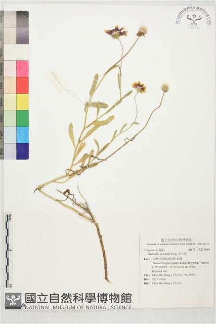 Gaillardia, Rose-ring gaillardia Collection Image