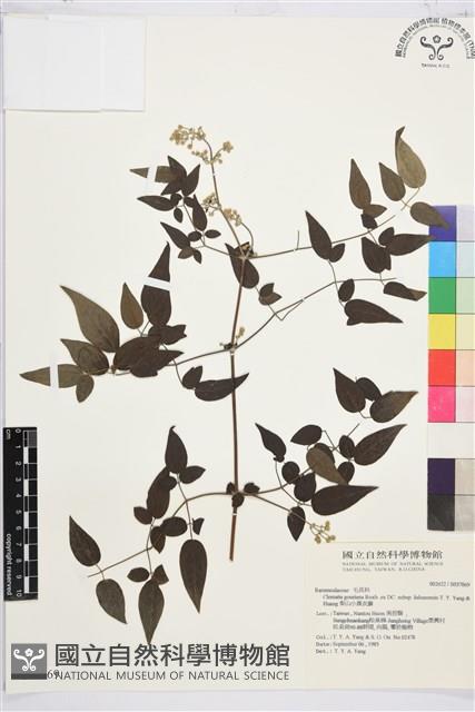 梨山小蓑衣藤藏品圖，第2張