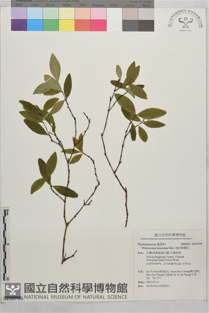 披針葉蕘花藏品圖，第1張