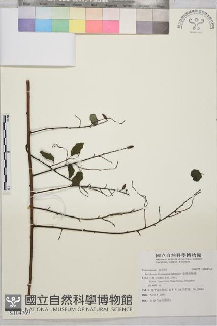 臺灣黃鱔藤藏品圖，第1張