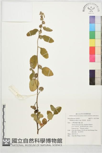 草梧桐、蛇婆子藏品圖，第1張