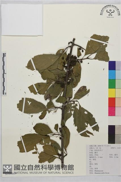 凍綠藏品圖，第1張