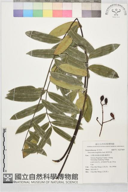 東革阿里藏品圖，第1張