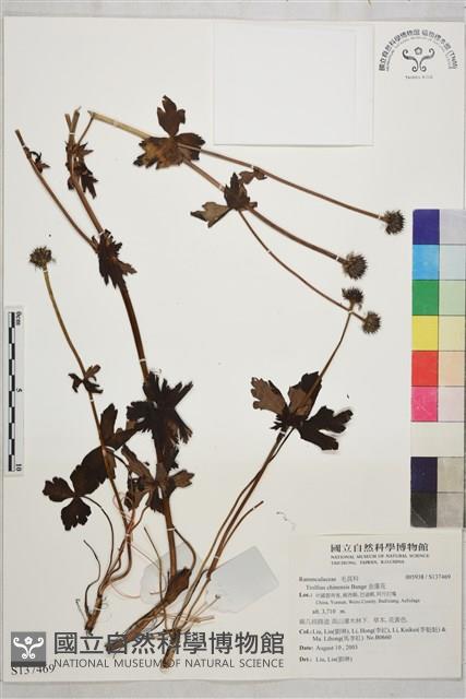 金蓮花藏品圖，第1張