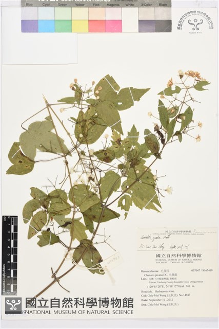 串鼻龍藏品圖，第1張