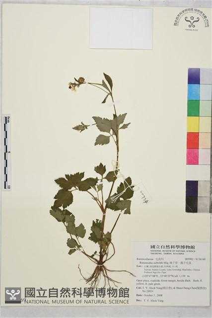 辣子草、揚子毛茛藏品圖，第1張