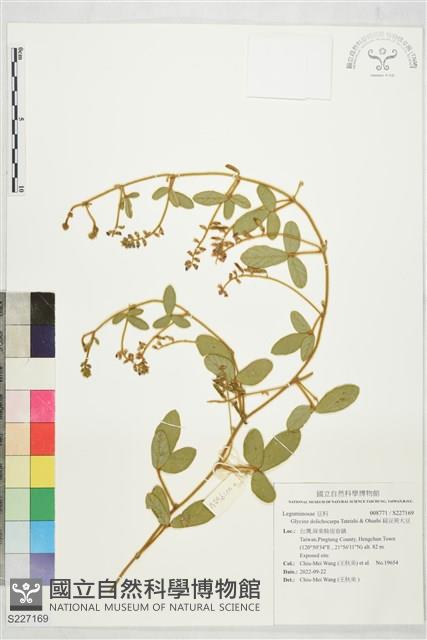 扁豆莢大豆藏品圖，第1張