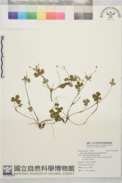 鹿場毛茛藏品圖，第1張